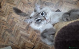 Ragdoll cats for stud: Ragdoll Stud  in Manchester - Image 5