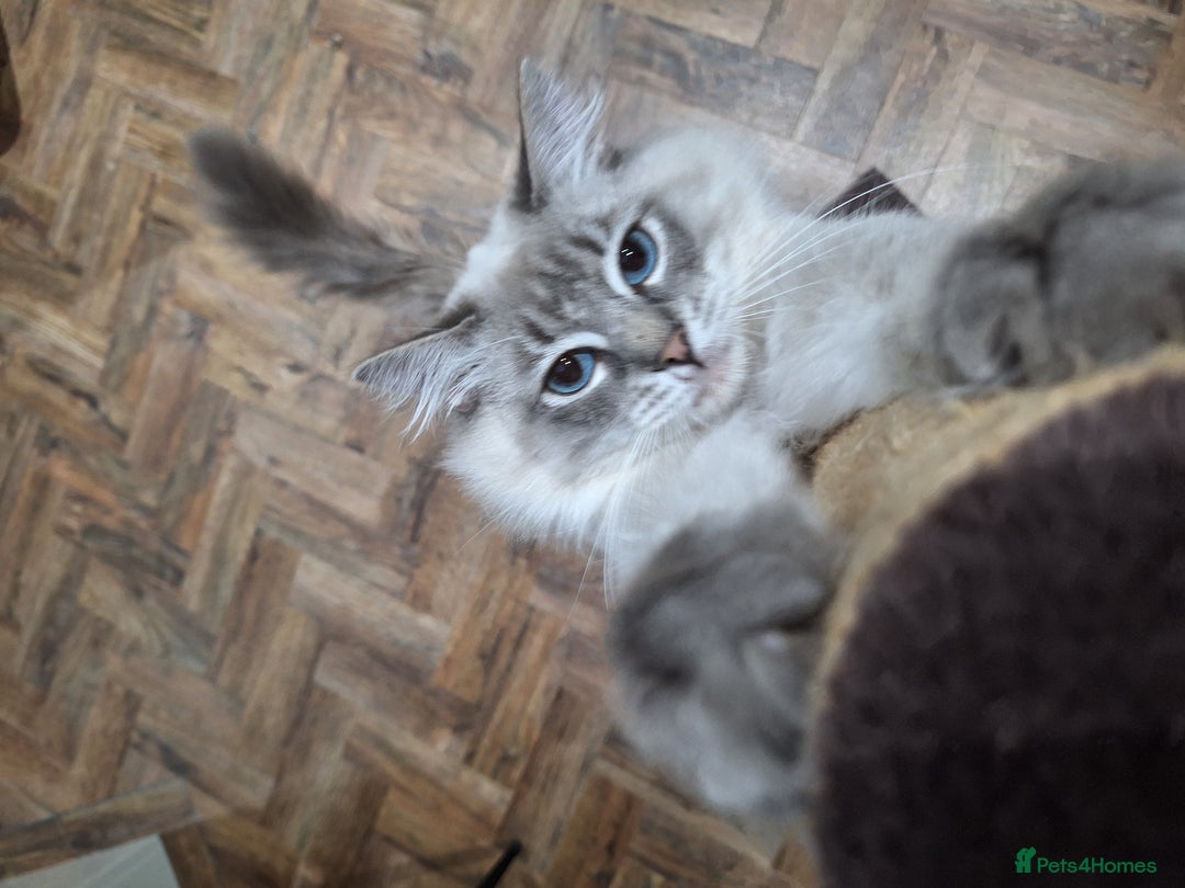 Ragdoll cats for stud: Ragdoll Stud  in Manchester - Image 5