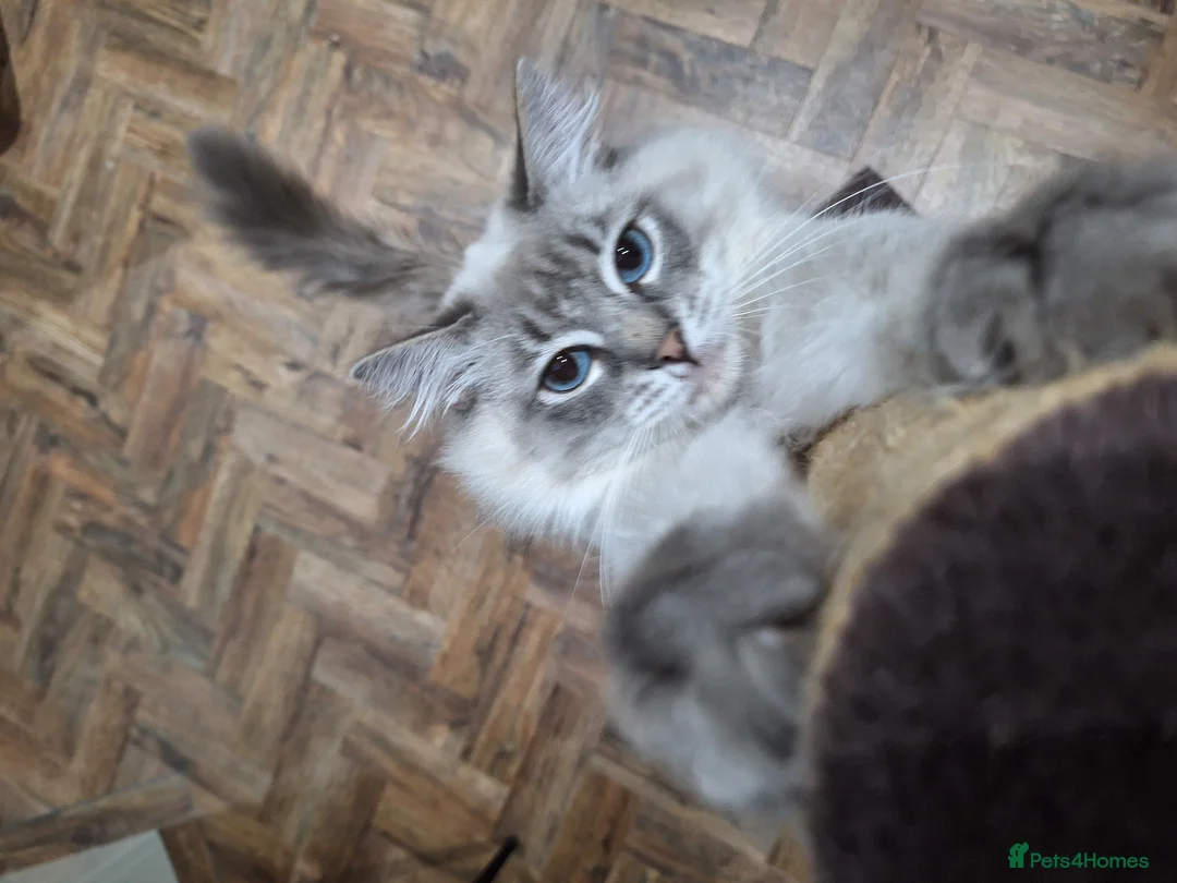 Ragdoll cats for stud: Ragdoll Stud  in Manchester - Advert 4