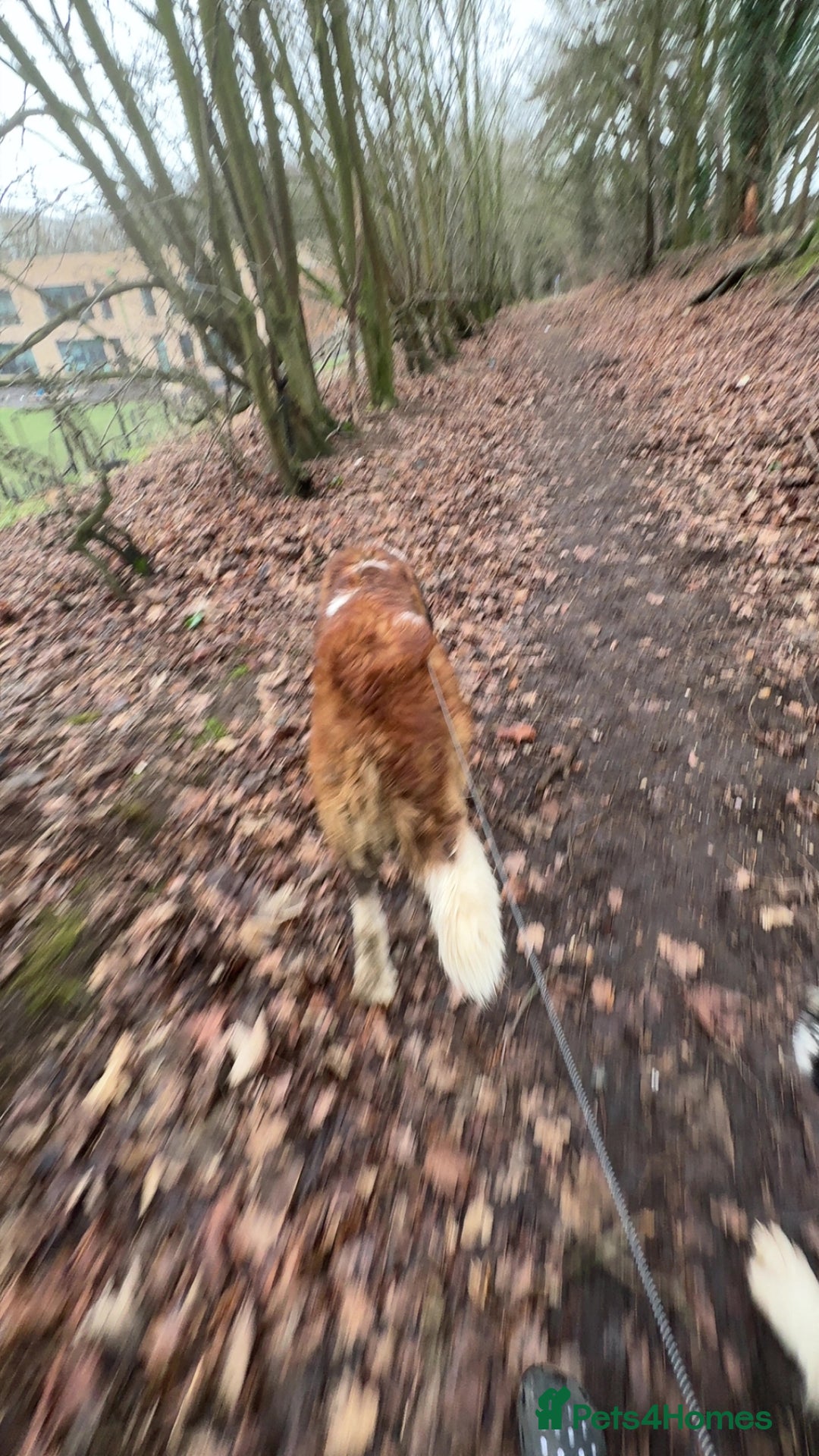 Saint Bernard dogs for stud: 400 no time waster  - Advert 2