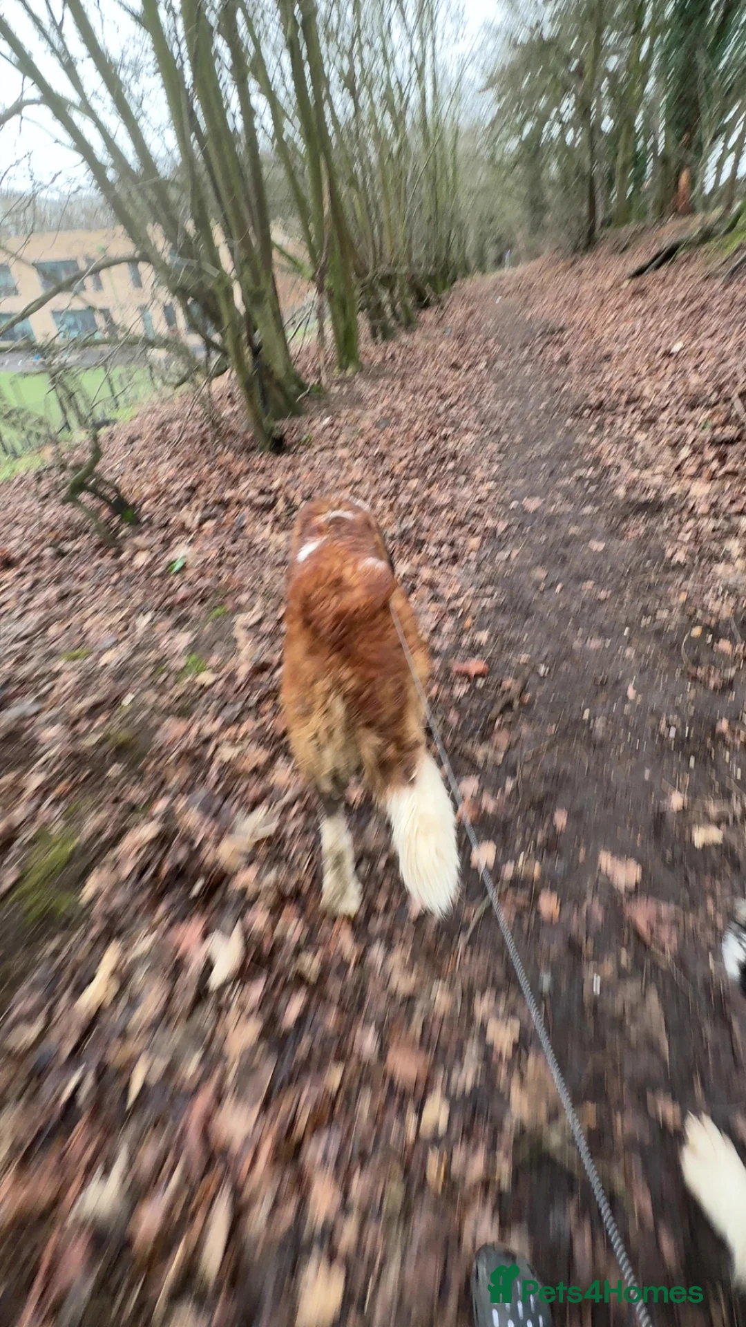 Saint Bernard dogs for stud: Text if interested  - Advert 2