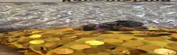 Miniature Dachshund dogs for sale: 🐶 3Miniature duschund puppies 🐶 - Advert 6