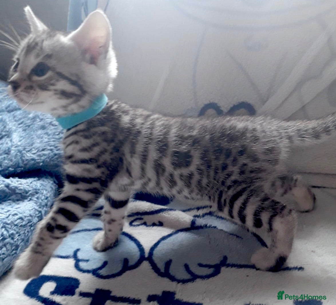 Bengal cats 3 beautiful silver bengal kits - Advert 4