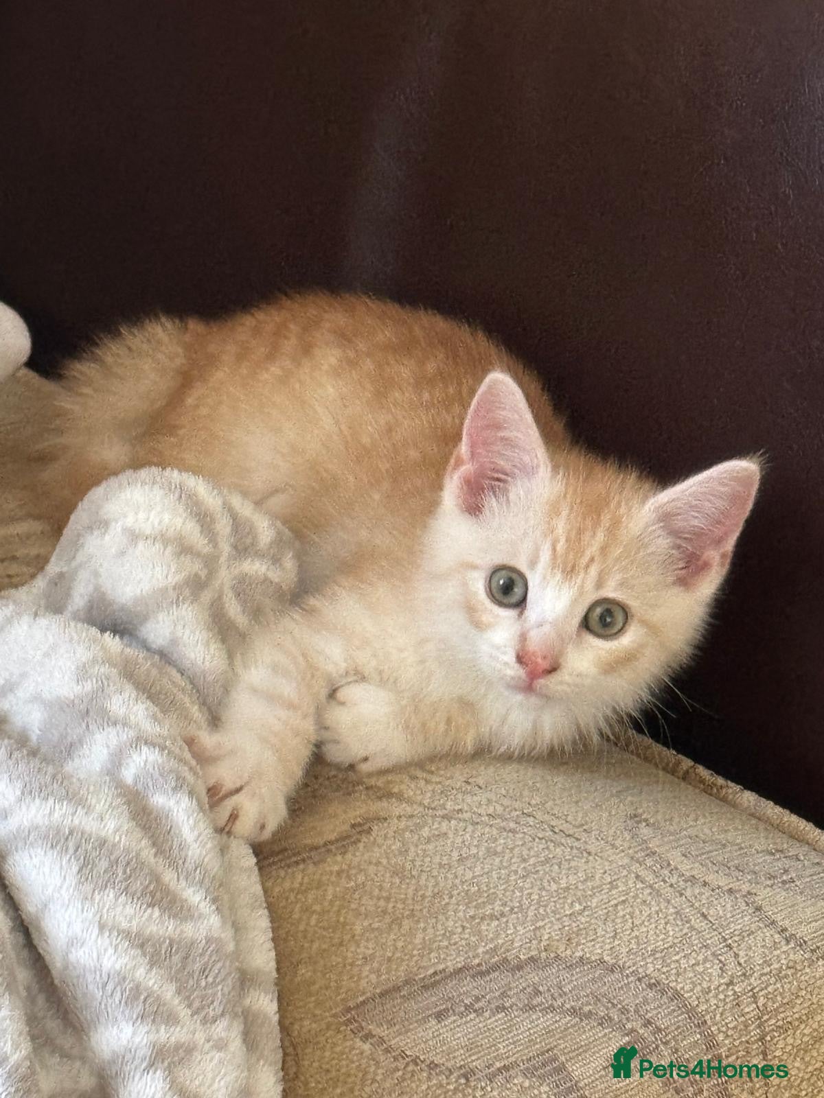 Mixed Breed cats Beautiful male cat - Advert 2