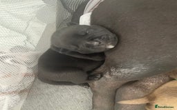 Mixed Breed dogs for sale: Pocket bully cross Chow Chow puppies for sale - Image 6