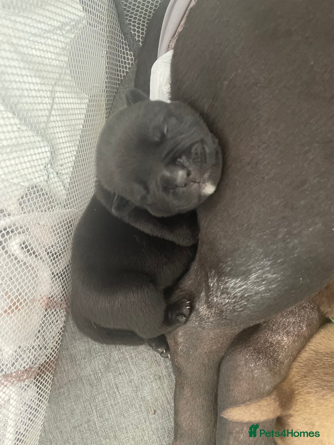 Mixed Breed dogs for sale: Pocket bully cross Chow Chow puppies for sale - Image 6