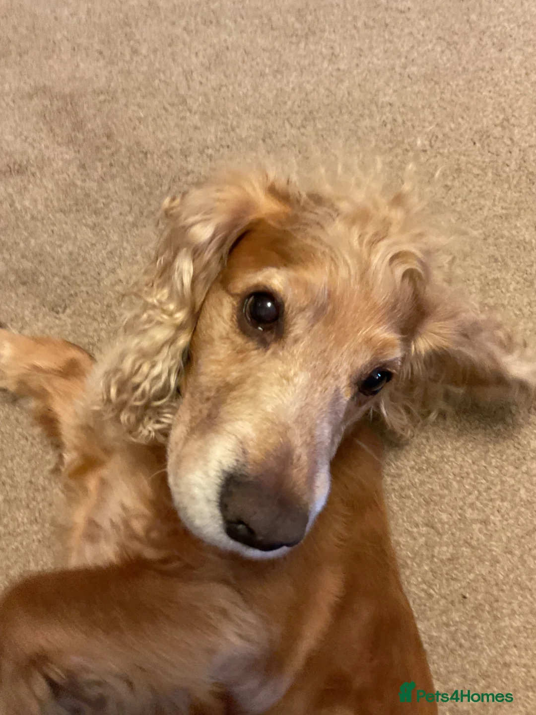 Cocker Spaniel dogs for sale: Stanley the spaniel in Hartlepool - Advert 9