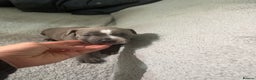 Staffordshire Bull Terrier dogs for sale: 4 Staffordshire bull terrier puppies  - Advert 8
