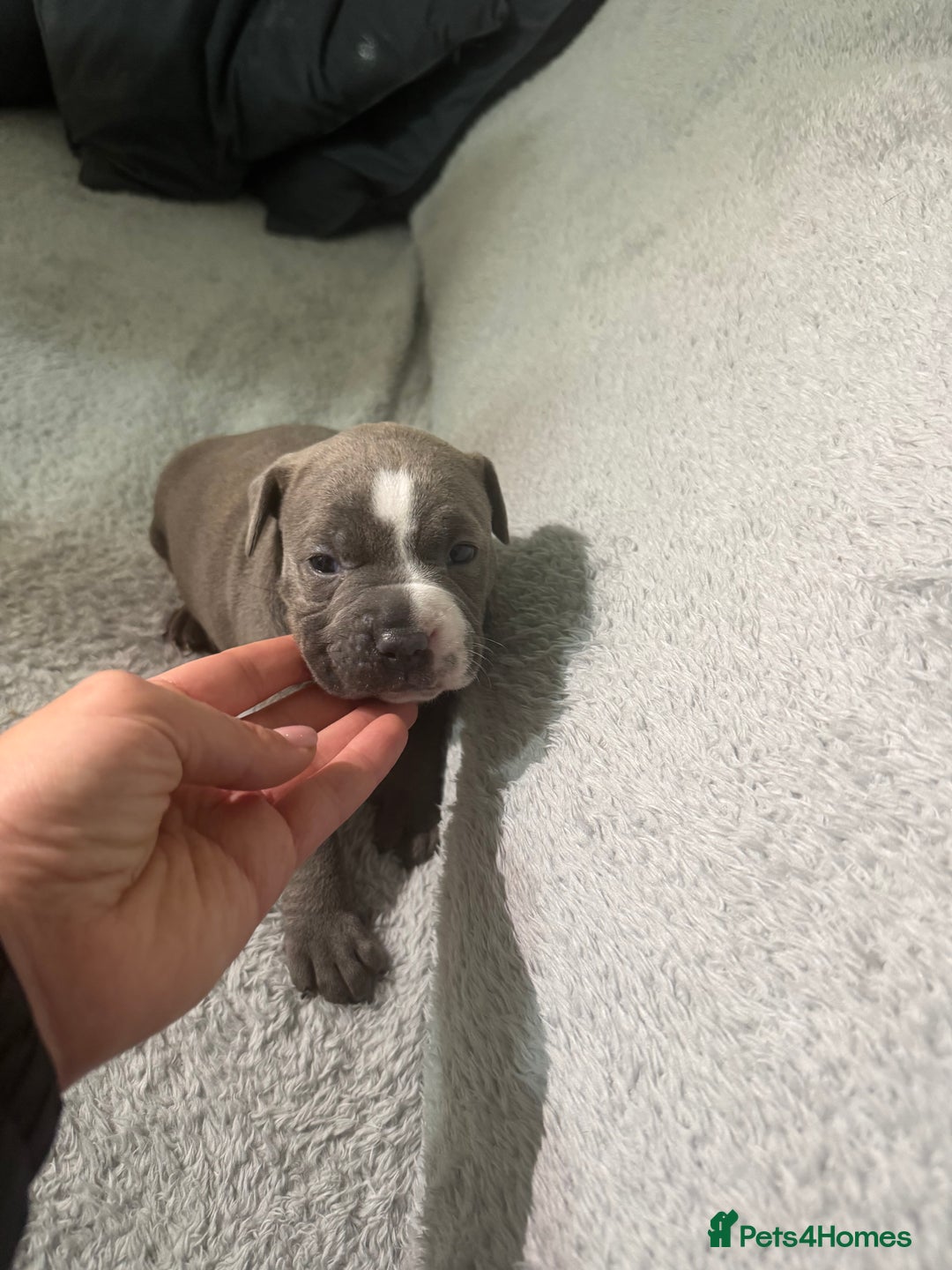 Staffordshire Bull Terrier dogs for sale: 4 Staffordshire bull terrier puppies  - Advert 8