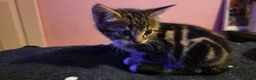 Mixed Breed cats for sale: Mixed bread kittens in Wolverhampton - Advert 14