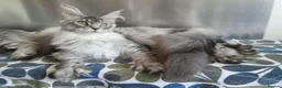 Maine Coon cats for sale: black smoke/silver polydactyl boy&girlTICAmaineco  - Advert 11