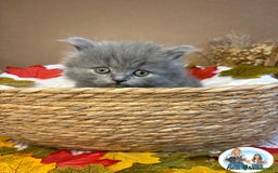 British Shorthair cats for sale: 3 British short hair / long hair kittens  - Image 24