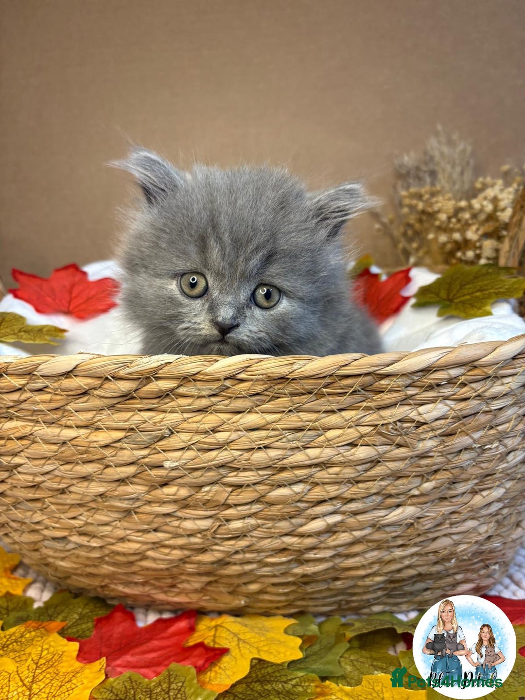 British Shorthair cats for sale: 3 British short hair / long hair kittens  - Image 24