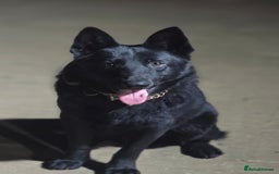 German Shepherd dogs for sale: Black German Shepherd Puppy – Male,  - Advert 2