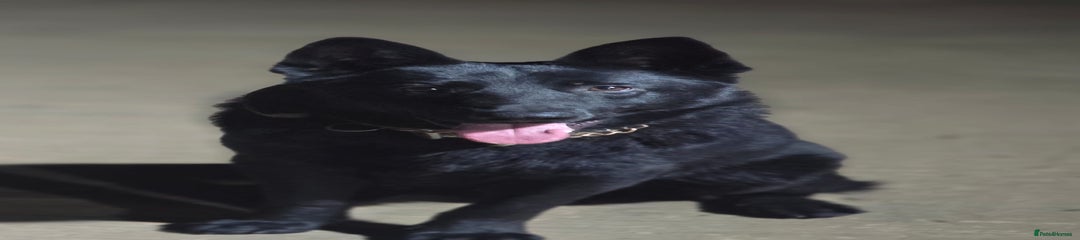 German Shepherd Puppy 1