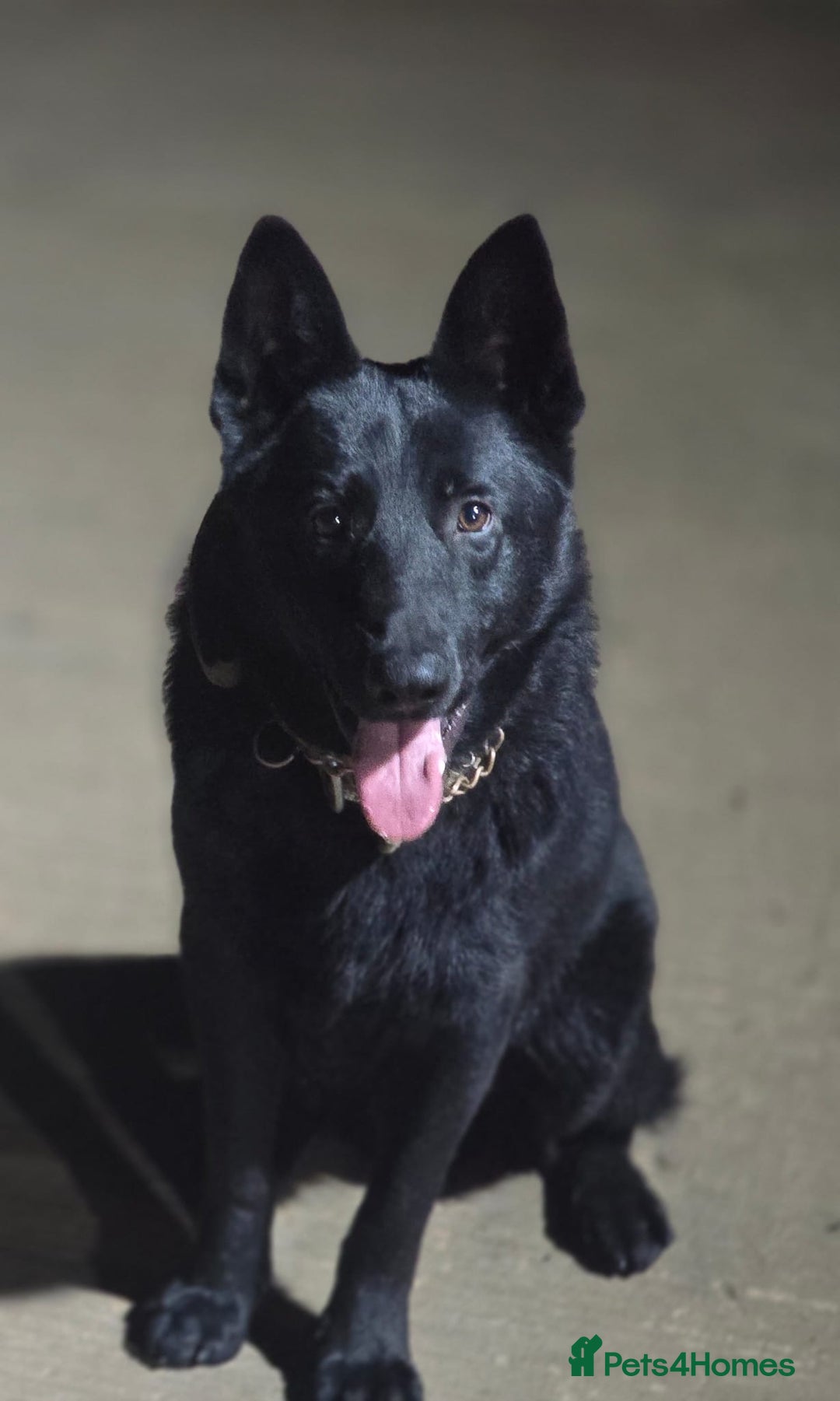 German Shepherd dogs for sale: Black German Shepherd Puppy – Male,  - Advert 2