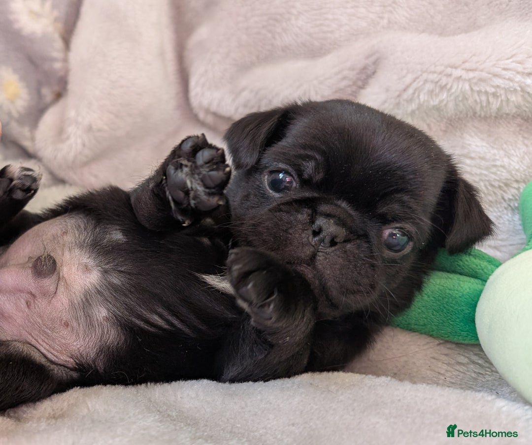 Pug dogs for sale: Quality PUG puppies. Fawn.Black and Blue/Tan - Image 13