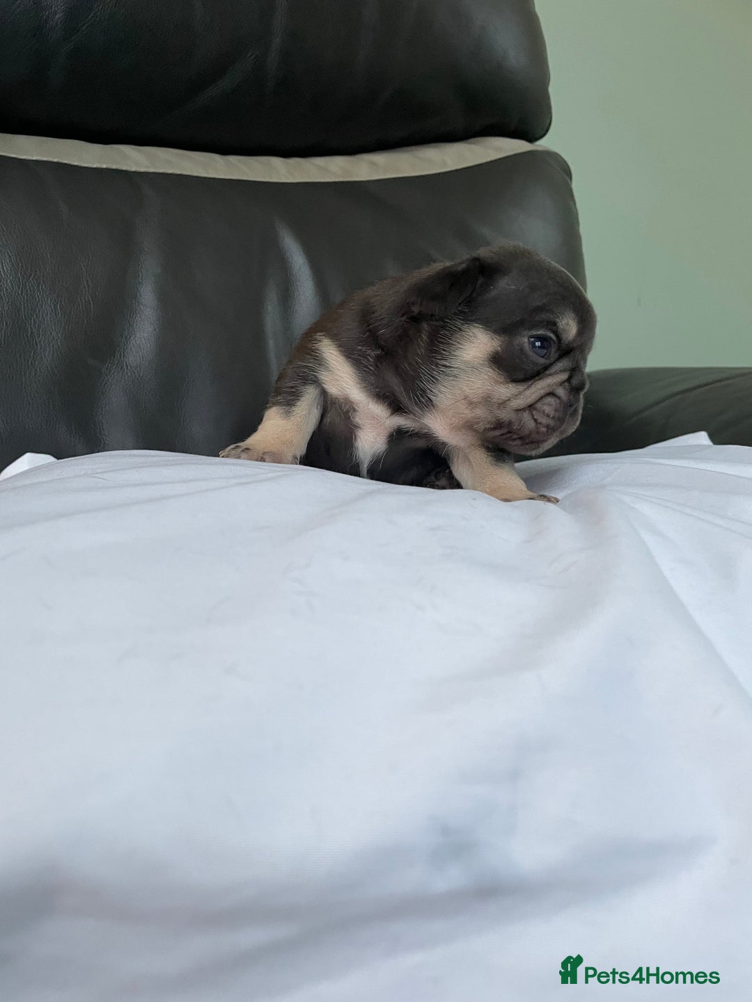 French Bulldog dogs for sale: Beautiful Merle French bulldogs  - Advert 10