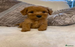 Cockapoo dogs for sale: Cockerpoo pups - Image 6