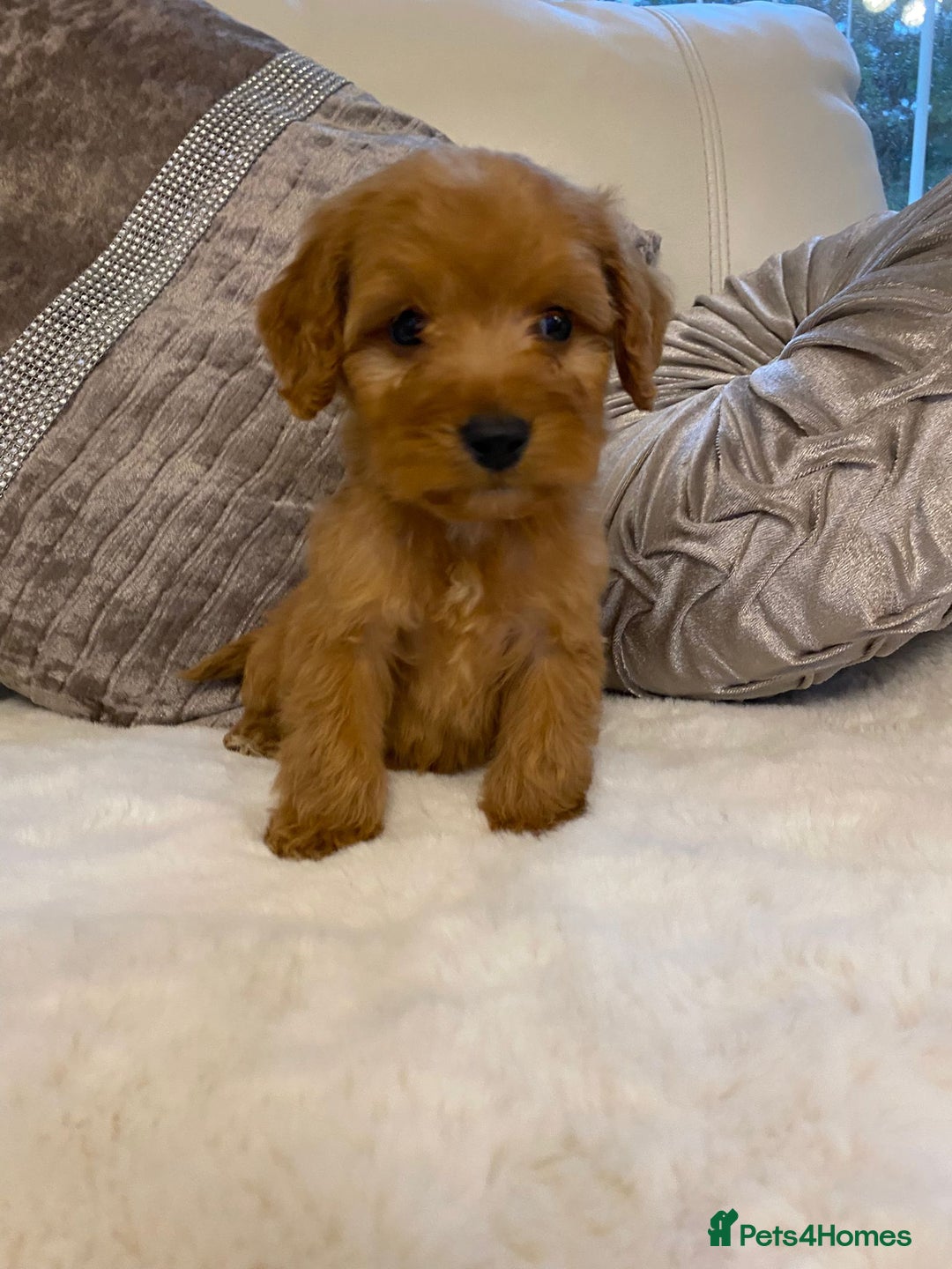 Cockapoo dogs for sale: Cockerpoo pups - Image 6