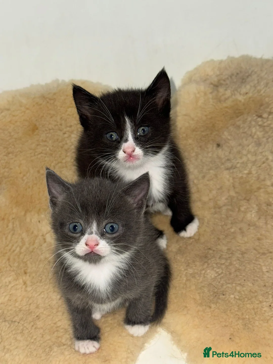 Russian Blue cats for sale: Beautiful Russian blue British shorthair cross  - Advert 2