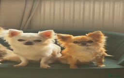 Chihuahua dogs for sale: KC Registered L/C Chihuahuas - Image 2
