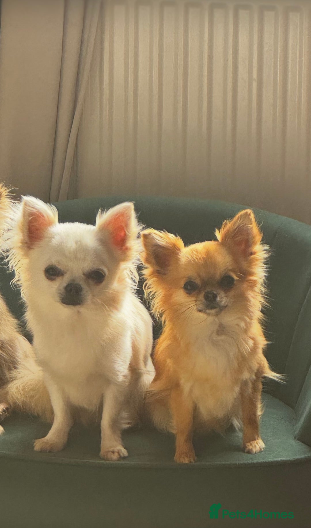 Chihuahua dogs for sale: KC Registered L/C Chihuahuas - Image 2