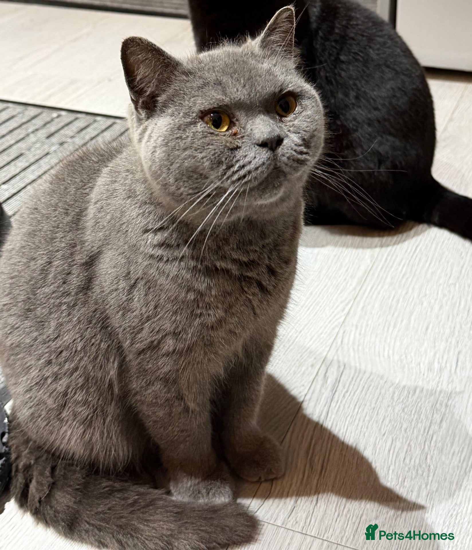 British Shorthair cats for sale: BSH cat needs rehoming - Advert 18