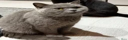 British Shorthair cats for sale: BSH cat needs rehoming - Advert 1
