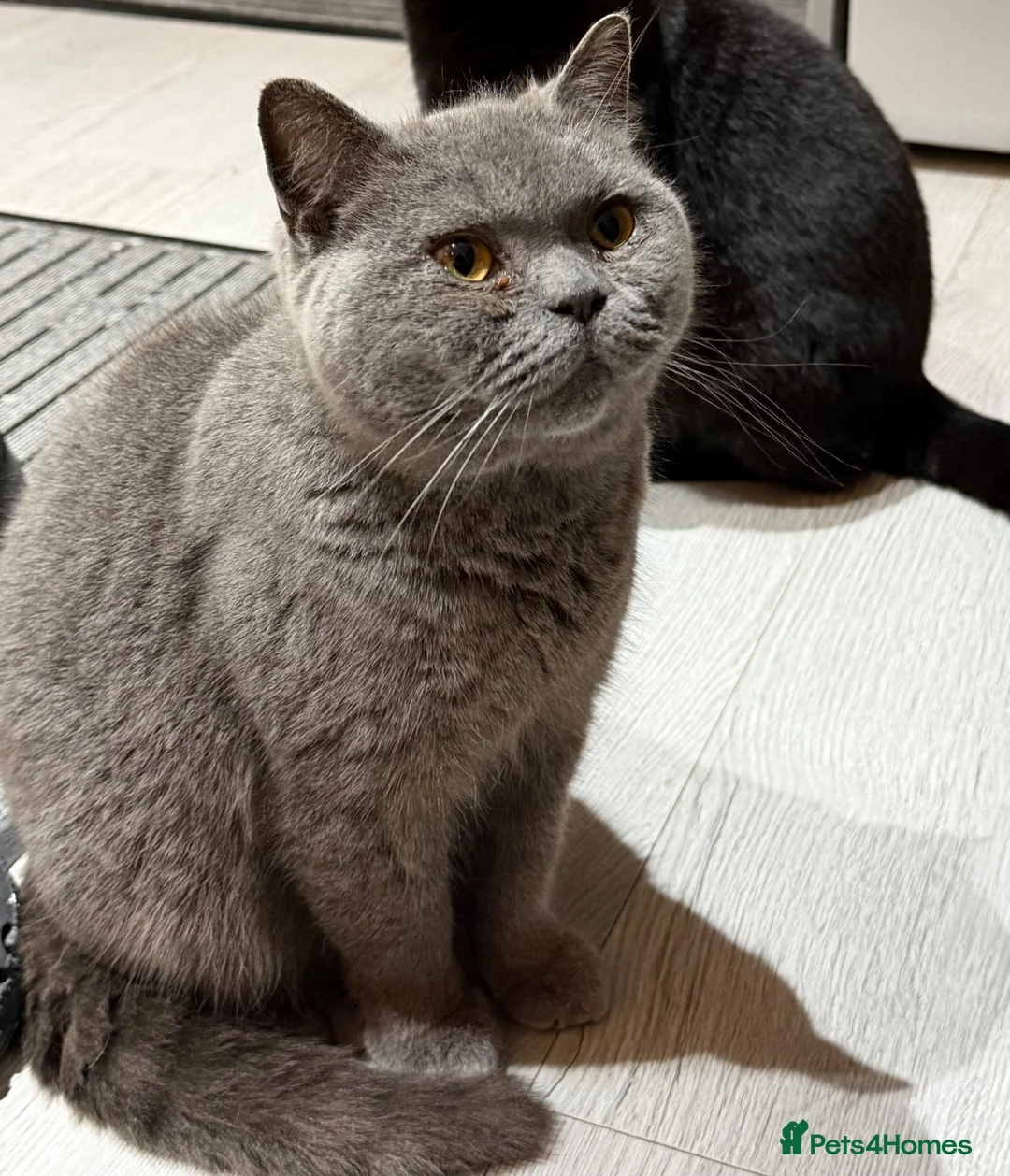 British Shorthair cats for sale: BSH cat needs rehoming - Advert 1