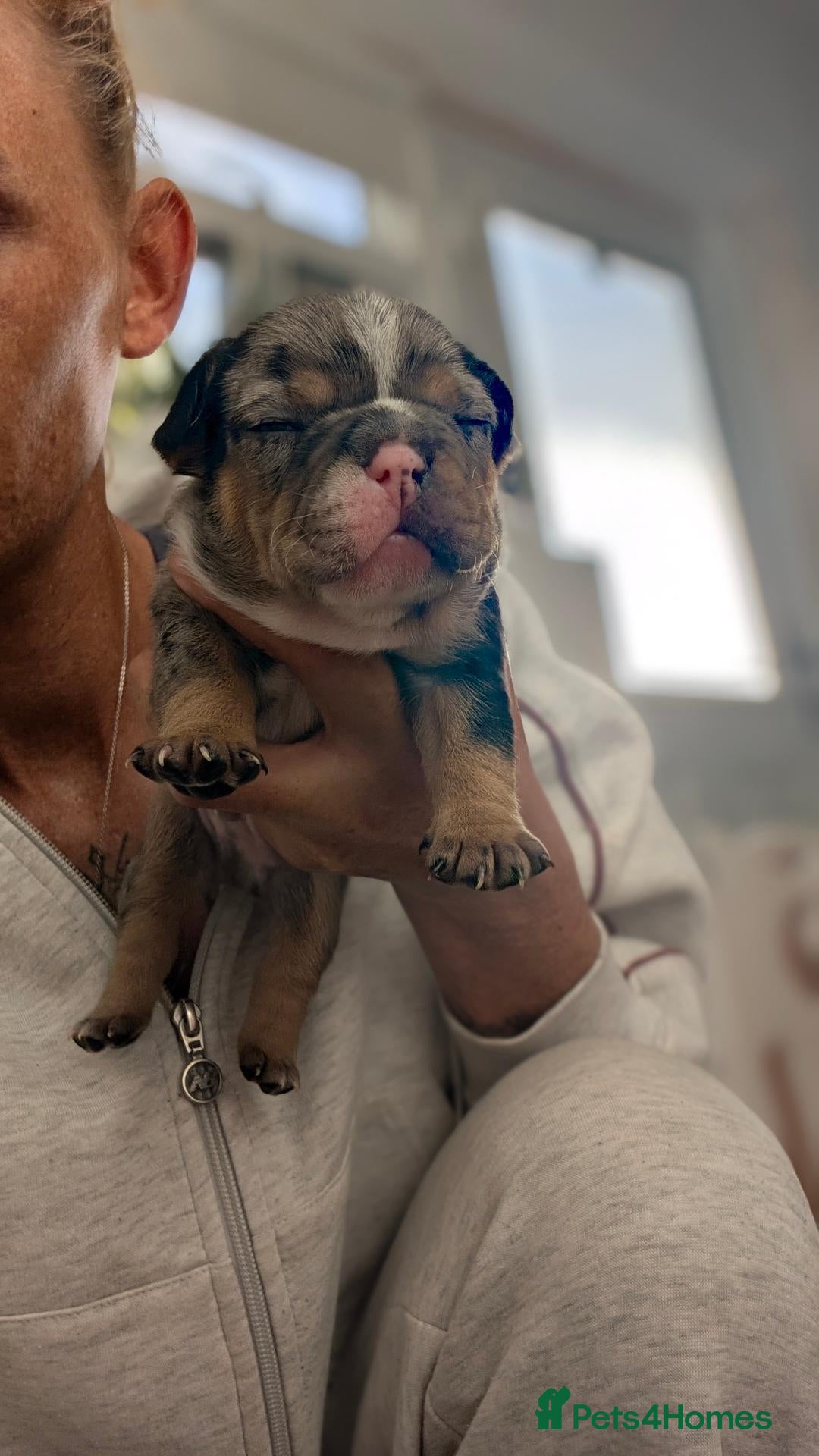 French Bulldog dogs 🐾French Bulldog Pups – Exceptional Bloodlines🐾  - Advert 16