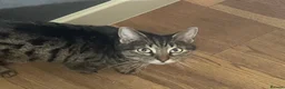 Mixed Breed cats for sale: 3 Gorgous Kittens! - Advert 1