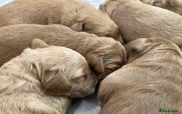 Goldendoodle dogs for sale: F1 Miniature Goldendoodle's 100% DNA Health-Tested - Image 12