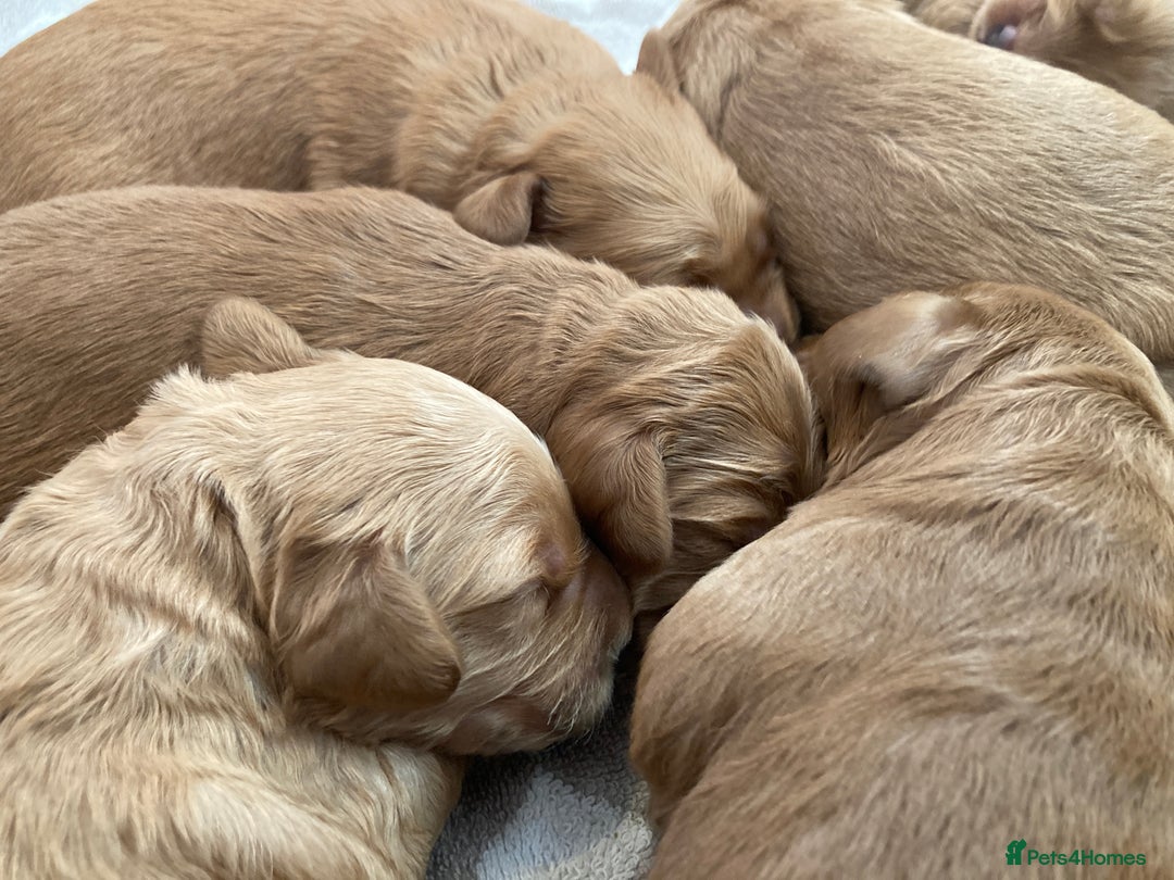 Goldendoodle dogs for sale: F1 Miniature Goldendoodle's 100% DNA Health-Tested - Image 12