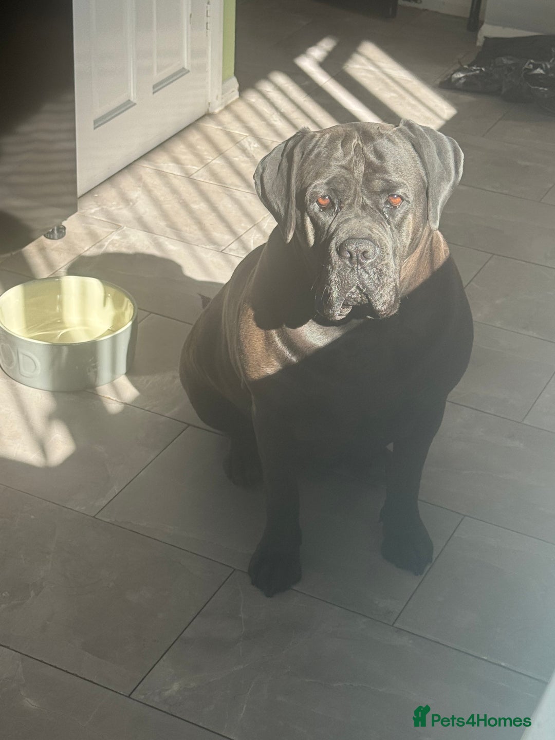 Mixed Breed dogs for sale: Bronson and nellie - Image 5
