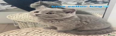 British Shorthair BLUE