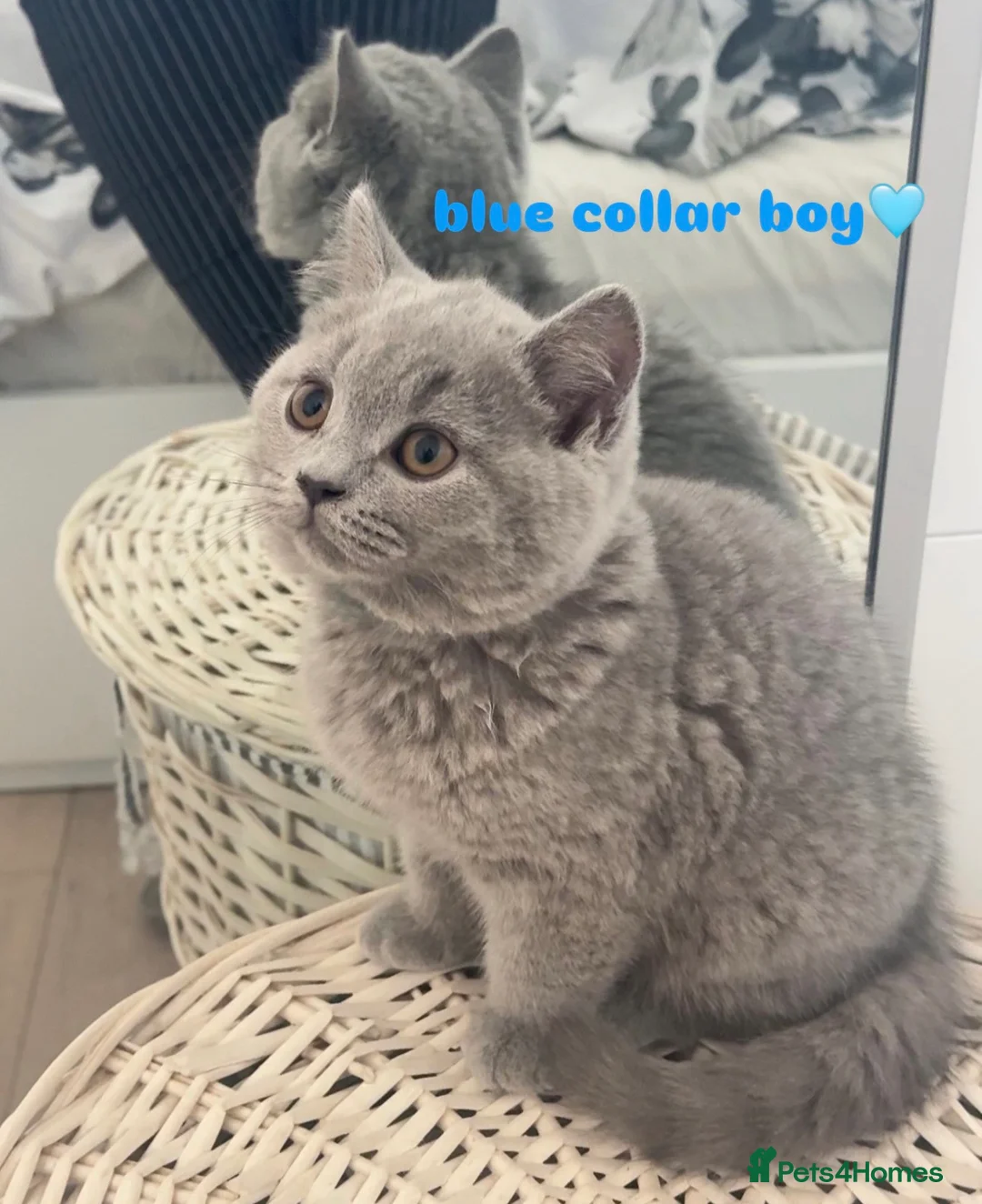 British Shorthair cats for sale: LAST ONE! GORGEOUS BRITISH SHORTHAIRS - Advert 1