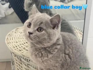 British Shorthair cats for sale: LAST ONE! GORGEOUS BRITISH SHORTHAIRS - Advert 2