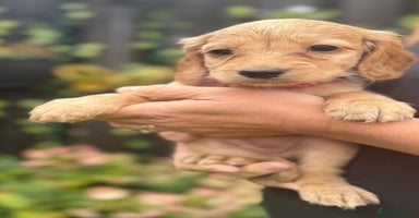 Cockapoo dogs - Advert 13