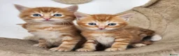 Mixed Breed cats for sale: There adorable brothers from the same litter  - Advert 12