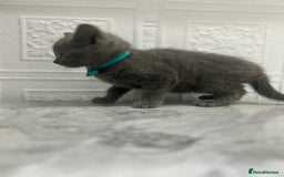 Russian Blue cats for sale: Russian Blu/British Blu - Image 14
