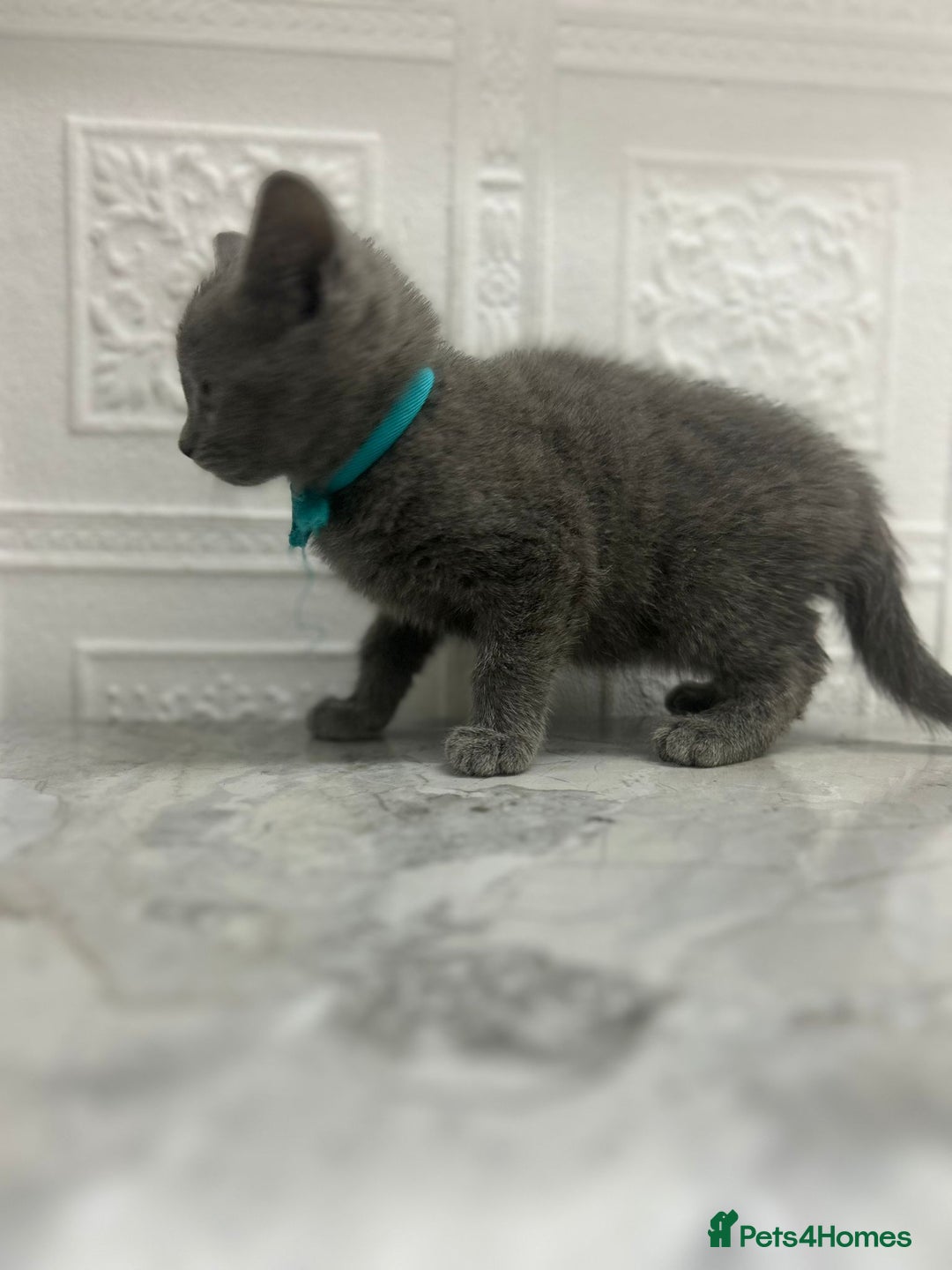 Russian Blue cats for sale: Russian Blu/British Blu - Image 14