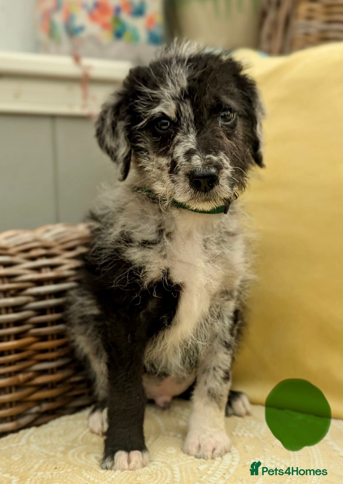 Bordoodle dogs for sale: Standard Bordoodle puppies- ready now - Advert 20