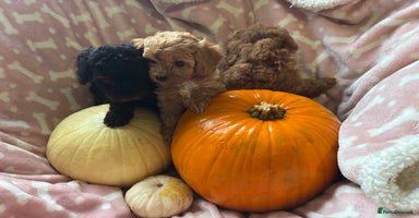 Cavapoo dogs - Advert 6