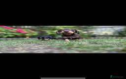 Mixed Breed dogs for sale: Miniature dachshund/ miniature pinscher in Widnes - Image 9