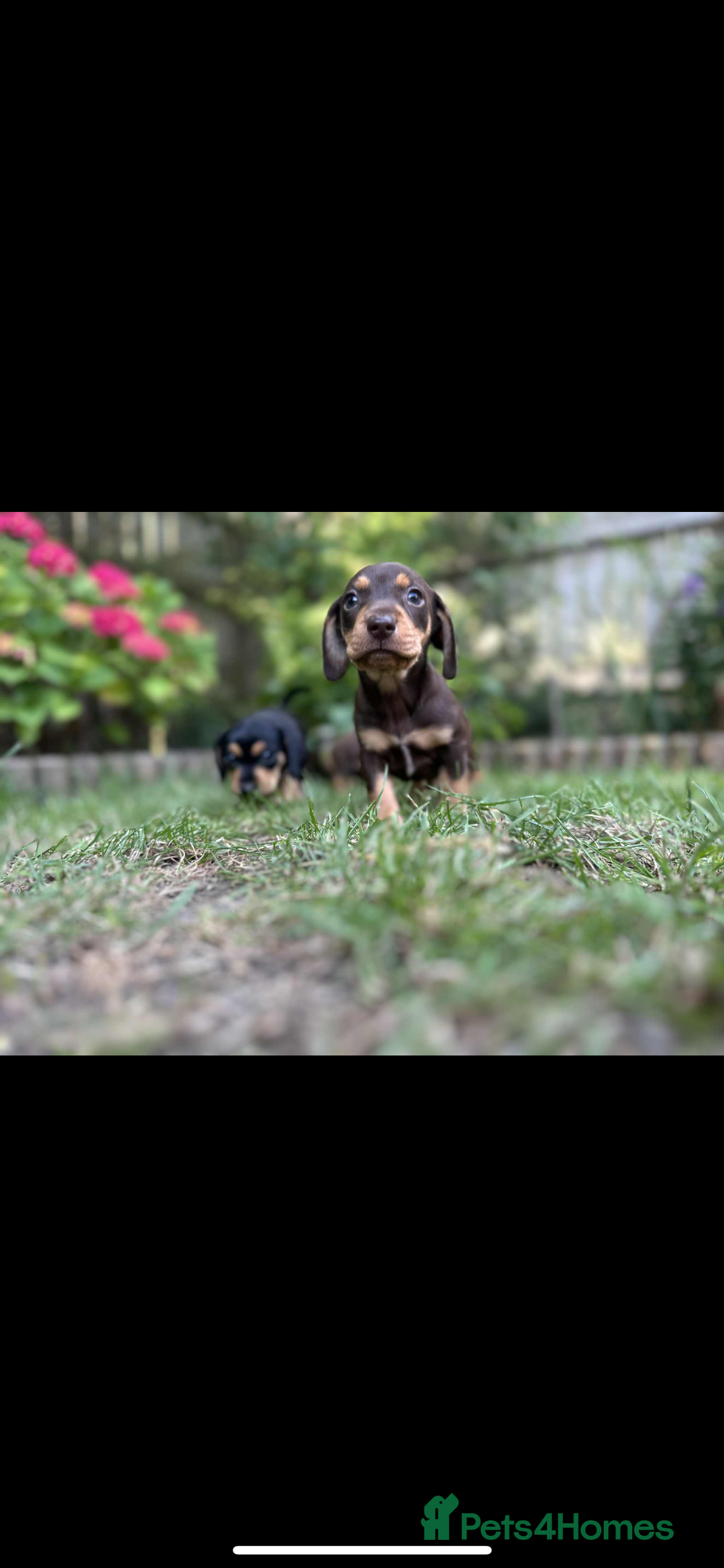 Mixed Breed dogs for sale: Miniature dachshund/ miniature pinscher in Widnes - Image 9