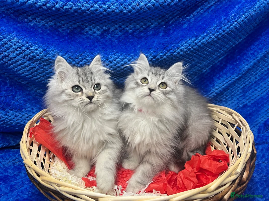 Siberian cats for sale: 🩶🩶Stunning Silver Traditional Siberian’s🩶🩶 - Advert 2