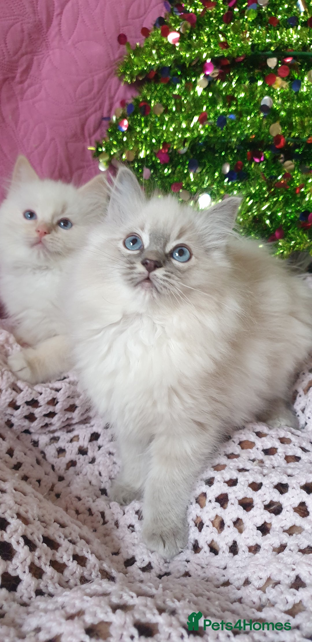 Ragdoll cats for sale: 💗Stunning GCCF registered Ragdoll Kittens. - Advert 2
