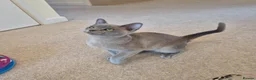 Burmese cats for sale: Gorgeous Blue Male Burmese Kitten - Advert 8
