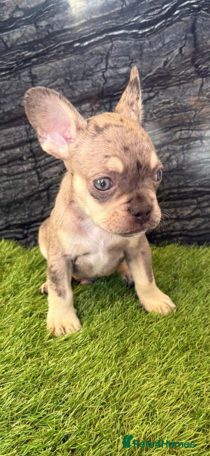 French Bulldog dogs French bulldog puppys  - Advert 1